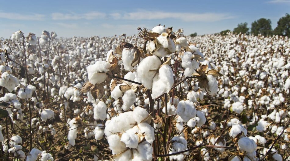 Cena bavlny je na 10letém maximu – co to znamená pro investory a spotřebitele?