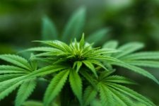 lékařské konopí rostlina marihuana