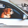 TIP: Uber očekává rekordně úspěšné 4. čtvrtletí! Objednávky a zisky strmě rostou!