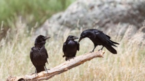 Jak obchodovat svíčkový pattern Tři černé vrány (3 Black crows)