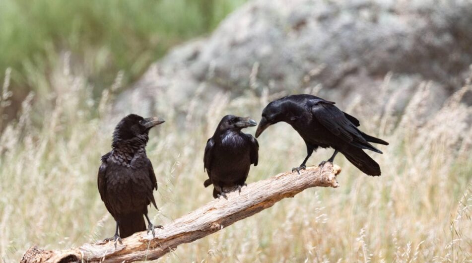 Jak obchodovat svíčkový pattern Tři černé vrány (3 Black crows)