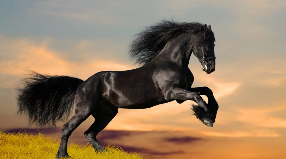 Zapomeňte na americký trh, máme nového černého koně! Brazilské akcie nabízejí obrovský potenciál a dividendový výnos až 60 %