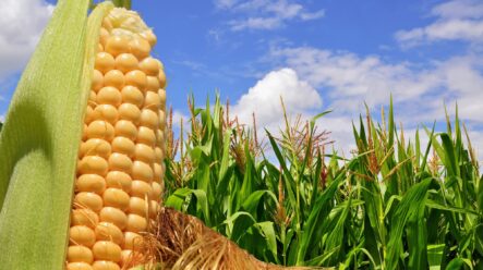 Analýza – Kdo vystřídal USA na trůnu světového exportéra kukuřice?