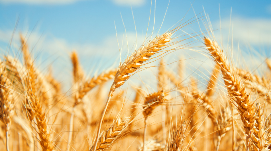Jak si stojí zemědělské komodity na trzích? Výhled na rok 2024